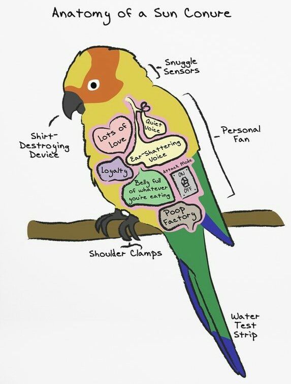 Ultimative Papageien -Anatomie -Lektion für Anfänger (Bonusmeme)