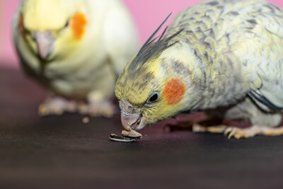 Síntomas de deficiencia de vitamina A en loros