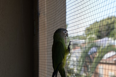 ¿Qué son las barras de estrés en las plumas de loros??