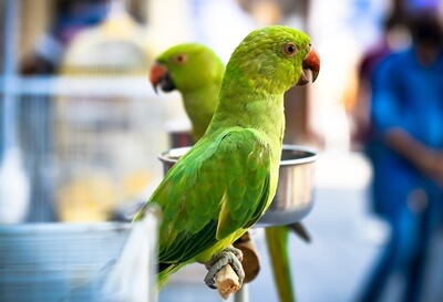 ¿Cuáles son las diferentes etapas de desarrollo en loros??