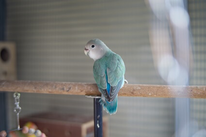 Was passiert, wenn ein Lovebird stirbt?? (Trauer einen verlorenen Kumpel)