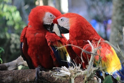 ¿Qué es la peritonitis de yema de huevo en loros??