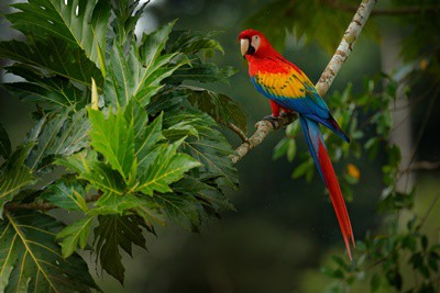 Lo que los depredadores cazan loros? (Tierra + amenazas de animales en el aire)