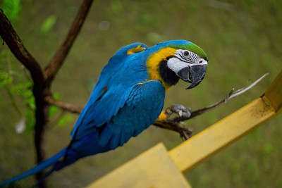 ¿Por qué se sonroja los loros?? (Lo que significa sonrojo de Macaw!)