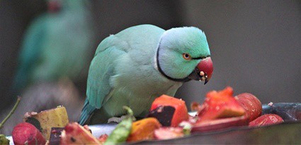 Warum lassen Papageien ihr Essen fallen??