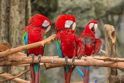 ¿Por qué los loros pellizcan sus plumas?? (Hinchar)