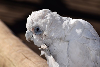 ¿Por qué los loros viven más tiempo que otros pájaros??