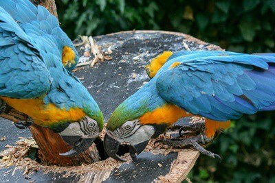 ¿Por qué los loros tocan sus picos?? (Beak golpeando)