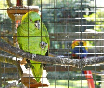 ¿Por qué un loro se para en una pierna?? (Pie de levantamiento de pájaros)