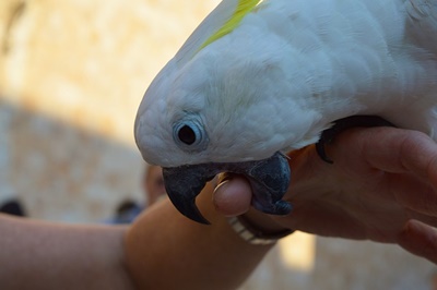 ¿Por qué mi loro me mordisque?? (Dedos, orejas, labios + nariz)