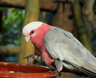 ¿Por qué mi loro está cojeando?? (Pie cojo, pies rizados, piernas débiles)